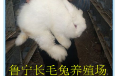长毛兔兔毛价格,长毛兔兔毛价格波动解析